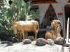 Oatman3.jpg (180024 bytes)