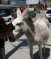 Oatman4.jpg (227070 bytes)